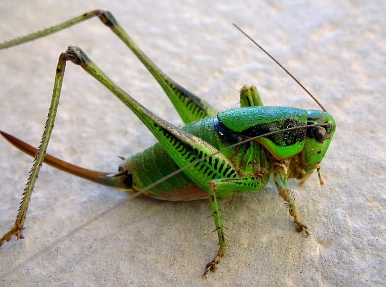 Tettigoniidae:   Eupholidoptera sp.
